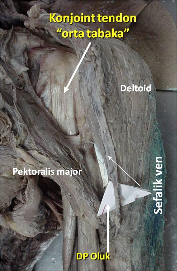Üst kısmının siniri Lateral pektoral sinirdir, orta ve inferior kısmını ise medial pektoral sinir inerve eder. Kola addüksiyon ve iç rotasyon yaptırır.