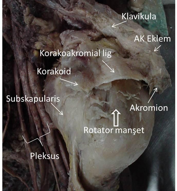 Süperior Glenohumeral Ligament Kompleksi: Süperior glenohumeral ligament ve korakohumeral ligament tarafından oluşturulan komplekstir.