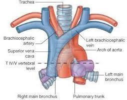 sola geçişi Bifurcatio tracheae V. azygos un SVC a boşalması Ligamentum arteriosum N.