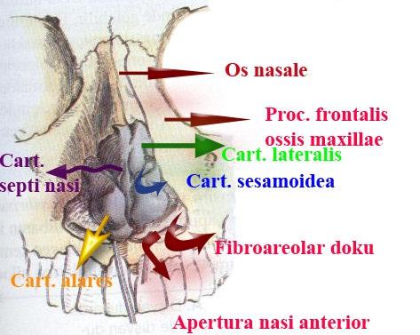 Kemik iskeleti kısmını ön-üstte os nasale, yanlarda maxilla'nın proc. frontalis'leri, önde spina nasalis anterior oluşturur.