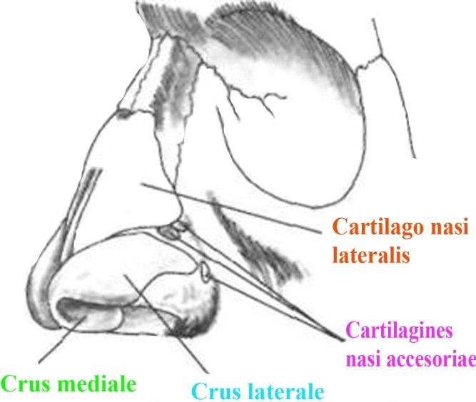 Proc. lateralis'ler daha sonra sağa ve sola bükülerek yassı ve üç köşeli levha şeklinde arkaya doğru uzanırlar. Böylece yukarıda os nasale'in alt kenarına, arkada maxilla'nın proc.