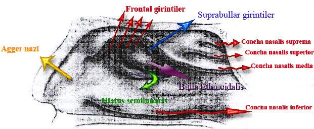 Şekil 1.18. CNM un diseke edilmesi ile gözlenen oluşumlar (Arıkan 2004). Concha nasalis superior, konkaların en küçüğüdür ve CNM un arka yarısının üst kısmında bulunur (Şekil 1.19).