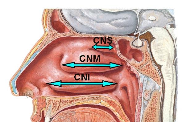Concha nasalis media uzunluğu (CNM- B/B ): Concha nasalis media ön-arka uzunluk ölçümü (Şekil 2.4-2.5).