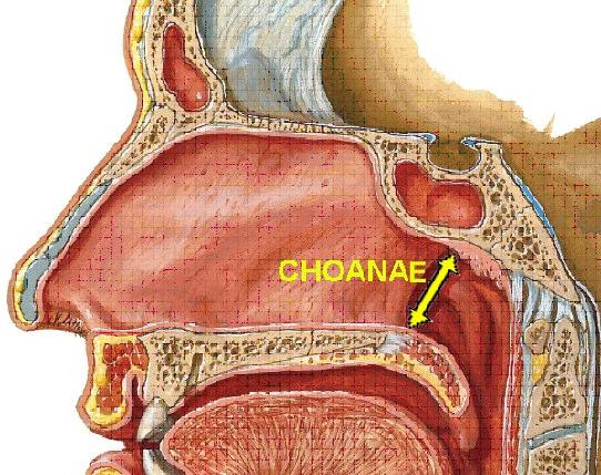 Choanae vertikal çapı (COÇAP): Her bir CN deki choanae nın vertikal çap ölçümü (Şekil 2.13-