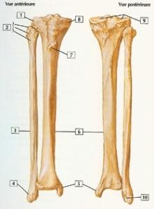 TİBİA VE FİBULA (Bacak-Kaval Kemiği) 1. 2. 3. 4. 5. 6.
