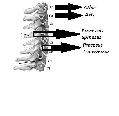 VERTEBRA CERVİCALİS Boyun omurları 7 tanedir. Diğer omurlara göre daha küçük yapıdadırlar. *Processus Transversus adında bir oluşumu vardır.