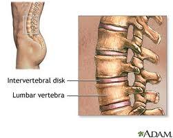 VERTEBRA