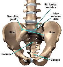 OS SACRUM Sağrı kemiği yetişkinlerde 5 omurun birleşmesi ile meydana gelmiş yekpare bir kemiktir. Sacrum un ön yüzü (facies pelvina) iç bükey, arka yüzü (facies dorsalis) ise dışbükeydir.