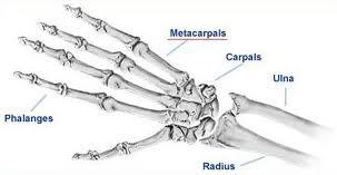 OSSA METACARPİ Parmaklar ile el bilek kemikleri arasında bulunan 5 adet kemiktir.