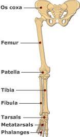 FEMUR (Uyluk Kemiği) Trochanter