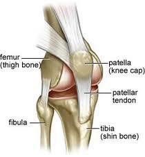 PATELLA (Diz Kapağı Kemiği) Femur ile tibianın birleştiği bölgenin ön