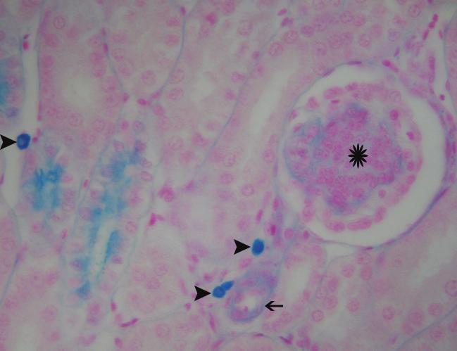 Şekil 6. Glomerulus (asteriks), böbrek tubulleri ve kan damarları (ok) arasındaki intersitisyumda mast hücreleri (ok başı), alcian blue tetrakis, X1100. Figure 6.