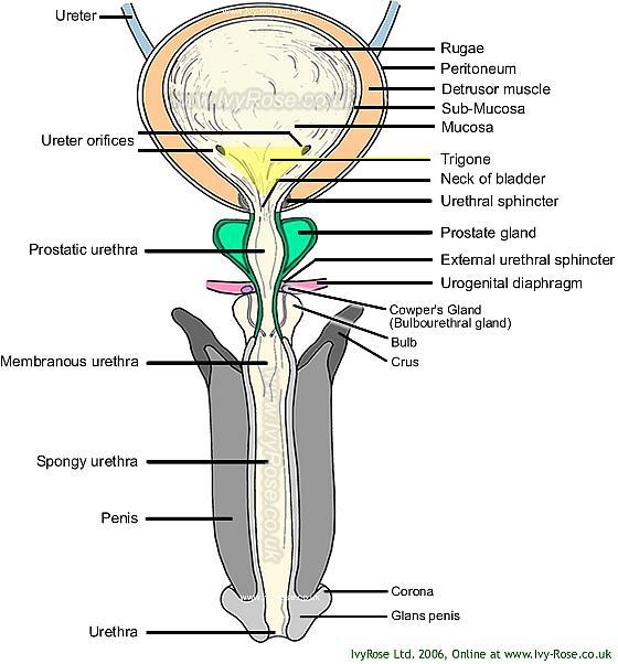 Collum (Cervix vesicae