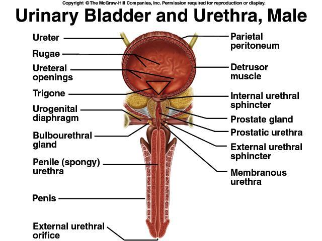 Urethra nın iki sfinkter kası var M. sphincter urethra internus: Mesane boynunu ve preprostatik üretrayı sarar ve kontrol eder. Düz kastır.