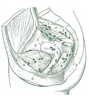 lymphatici iliaci externi