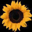 B vitamins. Geröstete Sonnenblumenkerne Beinhaltet Protein, Fett; Vitamine E und B.