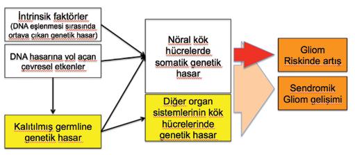 Kanser oluşumundaki genetik mekanizmalar Kanseri oluşturan genetik bozukluklar üç farklı nedenden ortaya çıkarlar (Şekil 1): Çevresel fakörler, kalıtsal faktörler ve endojen (intrinsik) faktörler