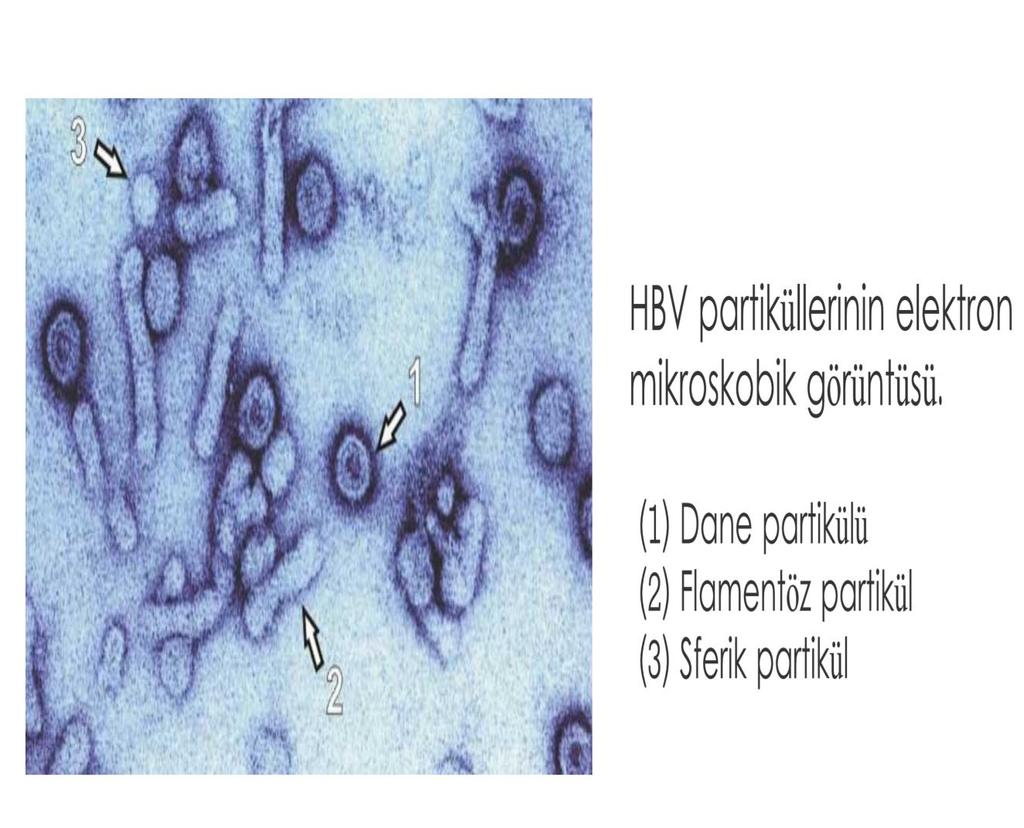 HBV ile enfekte hastaların kanında elektron mikroskobu ile 3 ayrı viral partikül gösterilmiştir. 1.