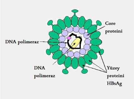 Doku ve tür özgüllüğü Kendine özgü genomik yapısı Asimetrik replikasyon mekanizması HBV nin