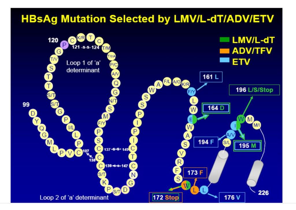 HBV Mutasyonları HBV nun C,S ve P bölgelerinde de gen mutasyonları gösterilmiş. S gen bölgesi üzerinde a determinantındaki mutasyonda 587.