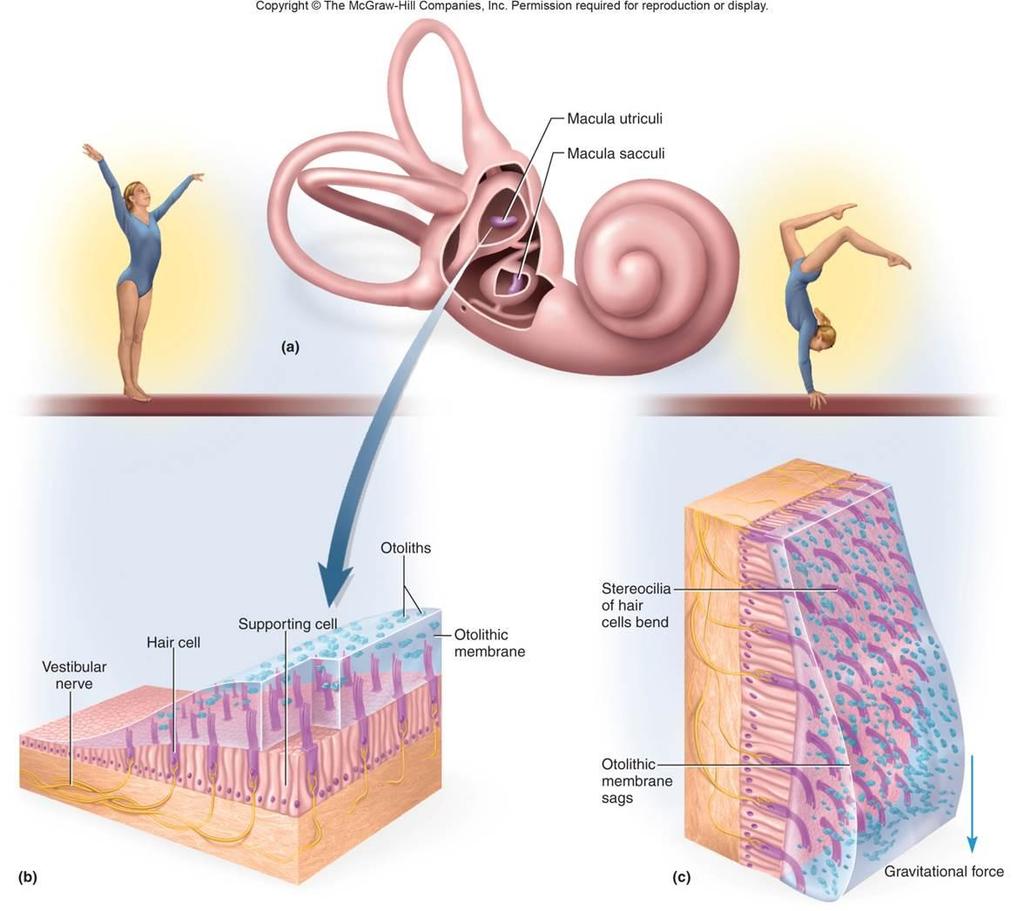 N. vestibularis Utriculus ve sacculus'un macula'larındaki hücrelerin cilia'ları