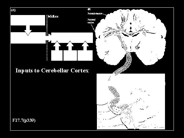 kısmı, pedunculus cerebellaris