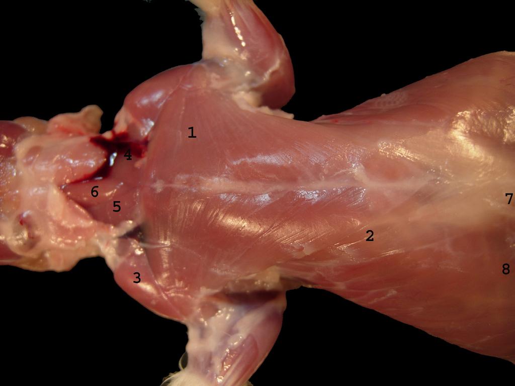 M. rectus abdominis Pecten ossis pubis 1. costa, clavicula ve manubrium sterni M. longissimus dorsi pars thoracicae Lumbal vertebra ların proc. spinosus ve proc. mamillaris i M.