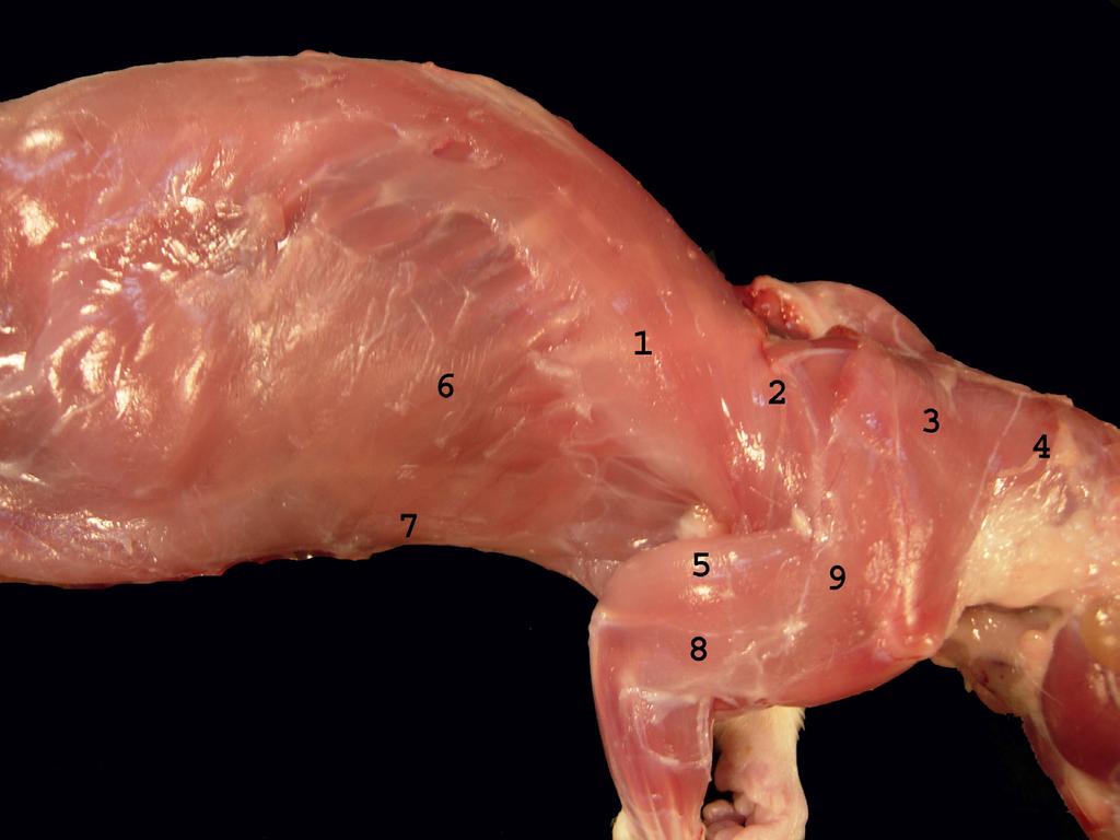 Şekil 2. Ratta yüzlek kaslar. Lateral den görünüm; 1. M. latissimus dorsi, 2. M. spinotrapezius, 3. M. acromiotrapezius, 4. M. clavotrapezius, 5. M. triceps brachii, 6. M. obliquus externus abdominis, 7.