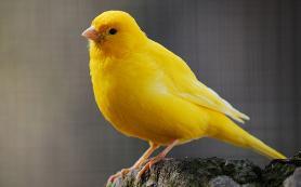 yellow bird A