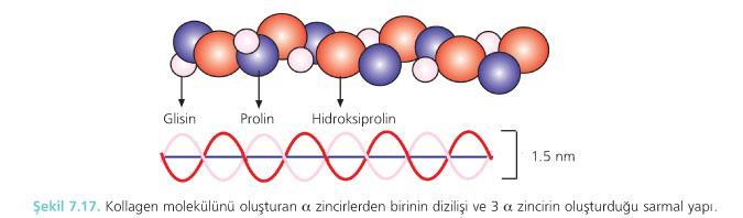 Fibröz Proteinler Kollagen * Kollagenler çok hücreli hayvanların hepsinde bulunan karakteristik fibröz proteinlerin bir familyasıdır.