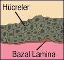 * *Bazal lamina, bütün epitel hücre tabakalarının altında uzanan, esnek, ince (40-120 nm), özelleşmiş ekstraselüler bir yapıdır.