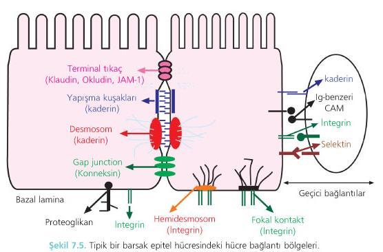 *Hücreyi Hücreye Bağlayıcılar Bağlantılar Yapışma Kuşakları (Adhesion belt:zonula adherens) * Değişik şekillerde ortaya çıkarlar.