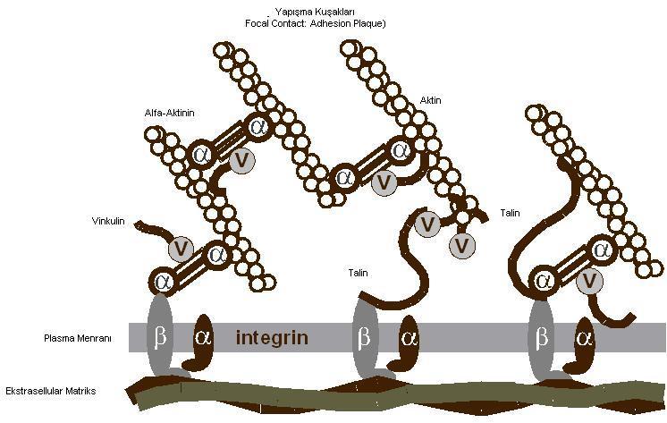Hücreyi matrikse Bağlayıcı Bağlantılar Yapışma plakları * Hücreyi matrikse bağlamada görev alan asıl bağlayıcı molekül transmembran glikoproteindir.