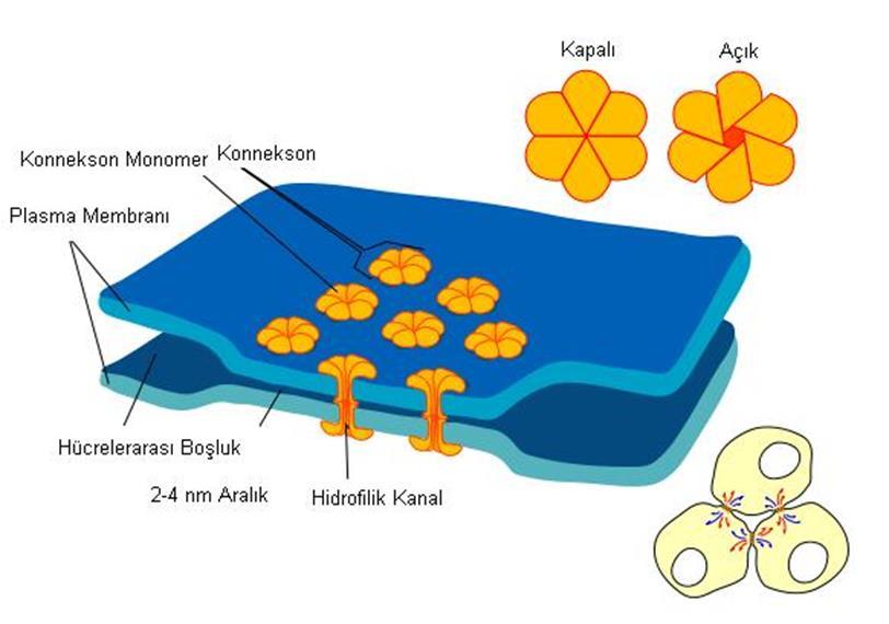 Gap Junction Gap junction'lar sayesinde hücreden hücreye geçebilen moleküller: çeşitli iyonlar, küçük molekül ağırlıklı amino asitler, nukleozid fosfatlar ve vitaminler Örneğin adenosin mono-di