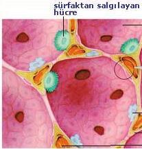 Surfaktan Alveollerden salgılanır.