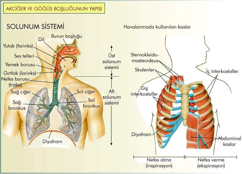 Solunum