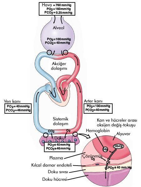 O 2 Taşınması Kanda oksijenin % 97 si eritrositler içinde hemoglobine bağlı olarak