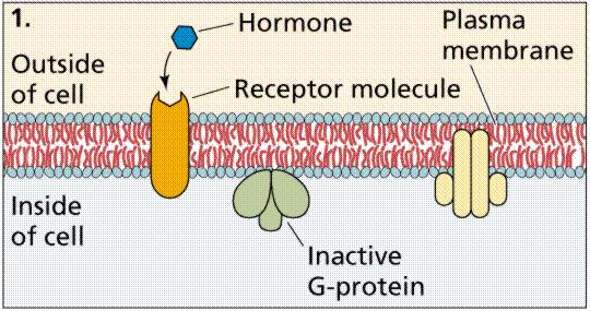 Tiroid hormonlarının etki mekanizması TH sitoplazmada bulunan taşıyıcı proteine bağlanır ancak çekirdeğe girmeden önce ayrılır, bir kısmı