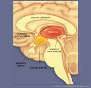 Hipotalamus Hipotalamus Beynin tabanında yerleşmiştir. Limbik sistemin bir parçasıdır. Otonom sinir sistemi ve endokrin sistemi kontrol eder. Sinir sistemi ile endokrin sistemi birbirine bağlar.