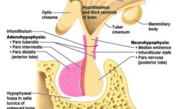 Hipotalamus da vücudun o anki ihtiyaçlarına uygun yanıtların oluşması için hipofiz bezinden ilgili hormonların salınımını kontrol eder. Endokrin sist.