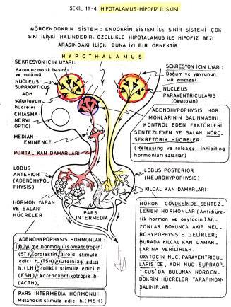 Hypothalamohypophyseal tract