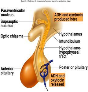 paraventricularis Hipotalamo-hipofizer tract ile taşınırlar Arka hipofizde depolanırlar Neurosekretorik hüc.