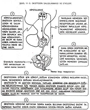 85 Doğum esnasında uterus kaslarında kontraksiyon (östrojen etkisinde) Laktasyondaki hay.larda süt bezlerinden süt salgılatır (meme alveolleri, süt kanalları çevresindeki myoepit. hüc.