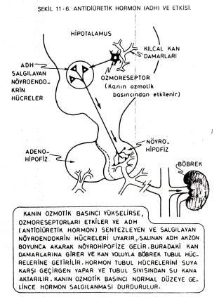 (doğal-sentetik) Postpartum hemorajiyi durdurmak için (Syntocin + ergometrine) Postpartum uterus involusyonu 86 ADH (Antidiüretik hormon Vasopressin) Nuc. Supraopticus ta üretilir Böbrek tubul hüc.