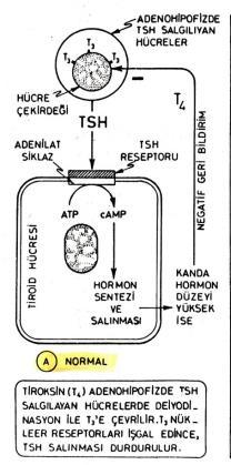 Tiroid Hormonu Yapımı ve Salınması Foll. hüc.leri iyodid i AT ile kandan hüc içine alır.