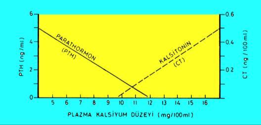 Kalsitonin Etkileri Plazma Ca Düzeyi, PTH ve CT ilişkisi Kemik ve böbreği etkileyerek kan Ca düzeyini ayarlar Kan Ca düzeyini Kemikte