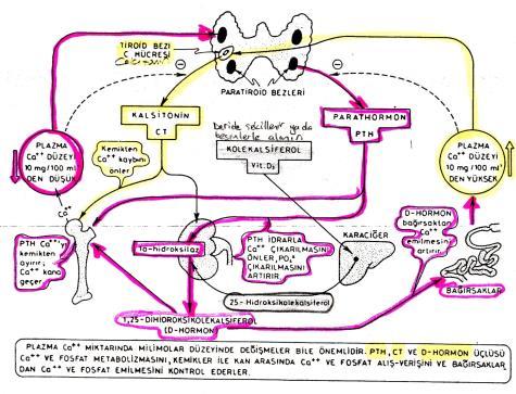 Kemik yıkımını ve kemikten kana Ca geçişini azaltır Kandaki Ca un kemiğe geçişini sağlar Böbrekte Ca ve PO4 ın geri emilerek kana geçişini önler,