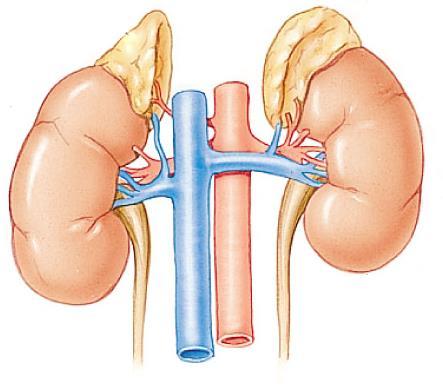 Homeostasis i) Böbreküstü bezleri Adrenal Korteks Aldosteron Kortizol Sex steroidleri Adisson Hast Cushing Sendromu Adrenogenital Send.