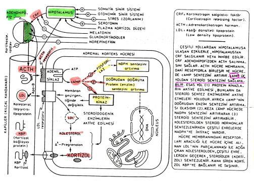 ACTH Memb Reseptörü birleşmesi ve adenilat siklaz aktivasyonu camp sentezinde Prot kinazlar ile steroidojenik enzimlerin aktivasyonu (esas yol) Doğrudan enzim sentezinde NADPH sentezinde Bol miktarda