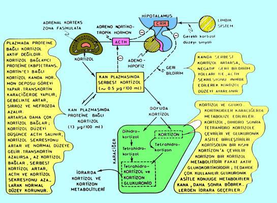 ı üzerinde reseptörler bulunur Üretilen hormon (kortizol) kana verilir LDL: Düşük dansiteli lipoprot 159 160 Kortizolün Kanda Taşınması ve metabolizması Kortikosteroidlerin Kanda Taşınmaları